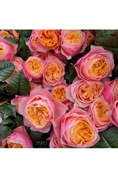 Троянда Вувузела - щільні махрові бутони